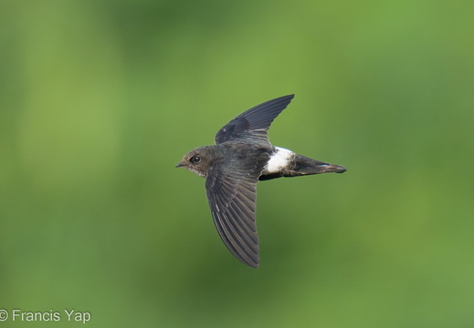 House Swift - display this album House Swift