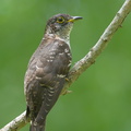 Indian_Cuckoo-131006-110EOS1D-FY1X4965-W.jpg