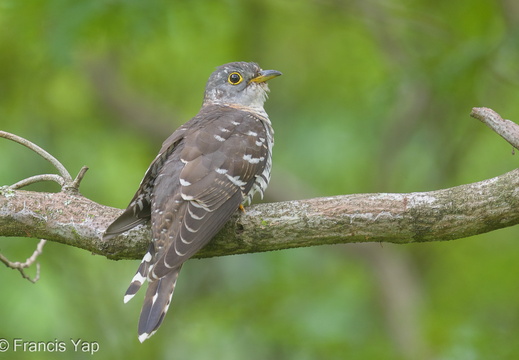 Indian Cuckoo - display this album Indian Cuckoo