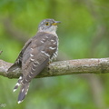 Indian_Cuckoo-180103-115EOS1D-F1X28258-W.jpg