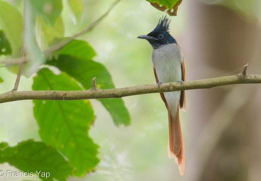 Indian Paradise Flycatcher - display this album Indian Paradise Flycatcher