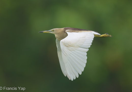 Indian Pond Heron - display this album Indian Pond Heron