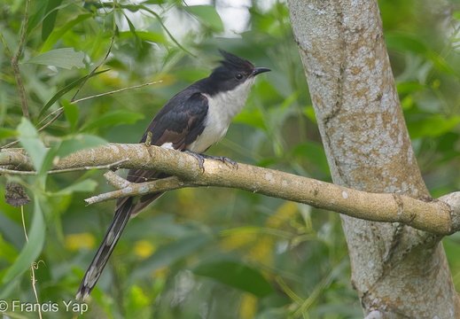Jacobin Cuckoo - display this album Jacobin Cuckoo
