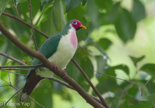 Jambu Fruit Dove - display this album Jambu Fruit Dove