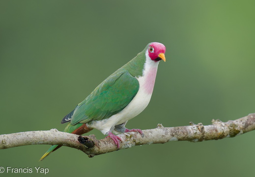 Jambu Fruit Dove - display this album Jambu Fruit Dove