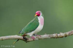 Jambu Fruit Dove-250820-120FRYAP-FYA03119-W.jpg