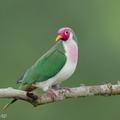Jambu_Fruit_Dove-250820-120FRYAP-FYA03119-W.jpg