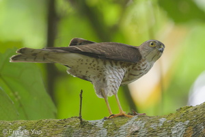 Japanese Sparrowhawk-131024-111EOS1D-FY1X0203-W.jpg