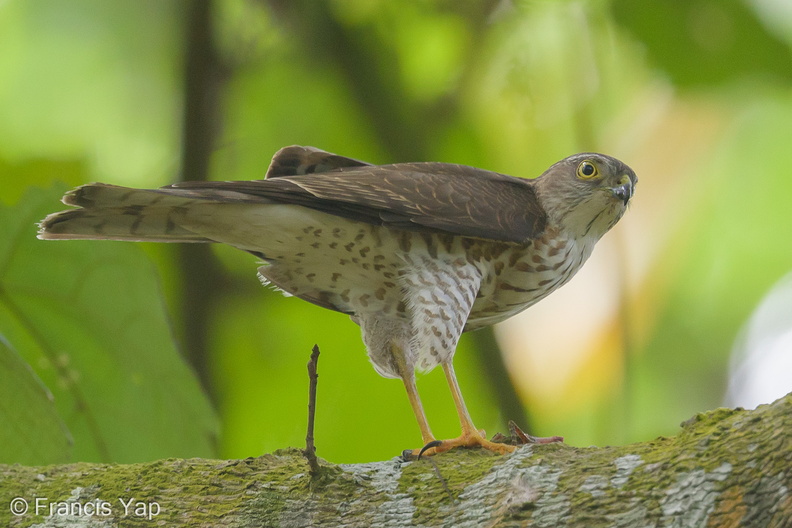 Japanese_Sparrowhawk-131024-111EOS1D-FY1X0203-W.jpg