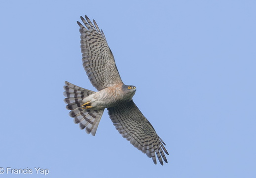 Japanese Sparrowhawk - display this album Japanese Sparrowhawk