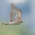 Japanese_Sparrowhawk-191019-101MSDCF-FYP03400-W.jpg