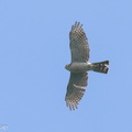 Japanese_Sparrowhawk-241013-247MSDCF-FYP03616-W.jpg