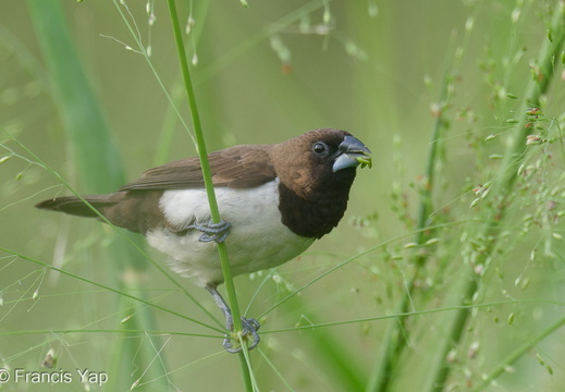 Javan Munia - display this album Javan Munia