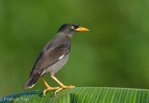 Javan Myna - display this album Javan Myna