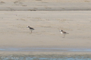 Javan Plover-260512-189FRYAP-FYA05945-W.jpg