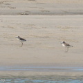 Javan_Plover-260512-189FRYAP-FYA05945-W.jpg