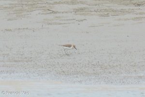 Javan Plover-260514-192FRYAP-FYA04799-W.jpg
