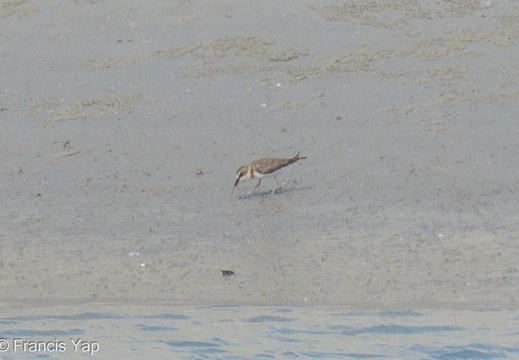 Javan Plover