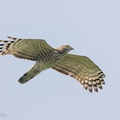 Jerdons_Baza-221106-159MSDCF-FYP00169-W.jpg