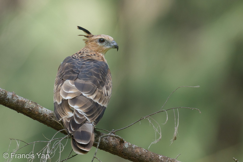 Jerdons_Baza-221231-162MSDCF-FYP00881-W.jpg