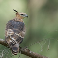Jerdons_Baza-221231-162MSDCF-FYP00881-W.jpg