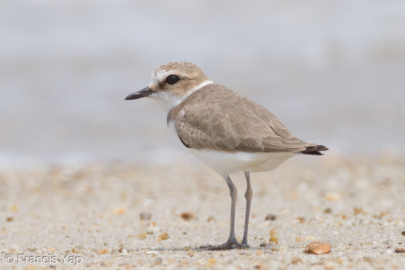 Kentish_Plover-111110-109EOS7D-IMG_2834-W.jpg