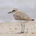 Kentish_Plover-111110-109EOS7D-IMG_2834-W.jpg