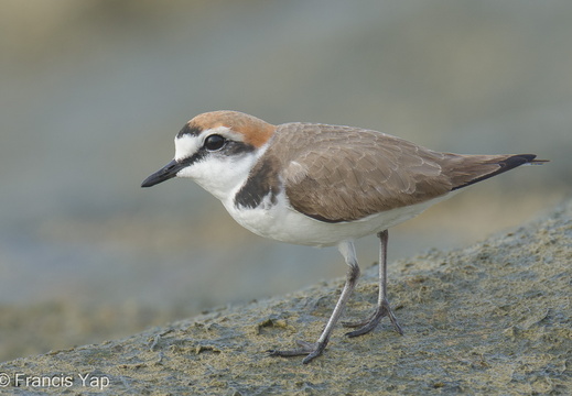 Kentish Plover - display this album Kentish Plover