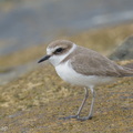 Kentish_Plover-251208-142FRYAP-FYA06369-W.jpg
