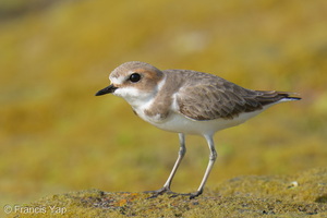 Kentish Plover-260324-166FRYAP-FYA03144-W.jpg