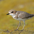 Kentish_Plover-260324-166FRYAP-FYA03144-W.jpg