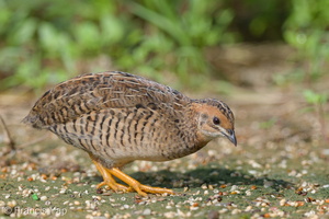 King Quail-160617-101EOS1D-F1X24775-W.jpg