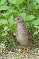 King Quail-160721-102EOS1D-F1X21952-W.jpg