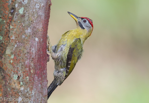 Laced Woodpecker - display this album Laced Woodpecker