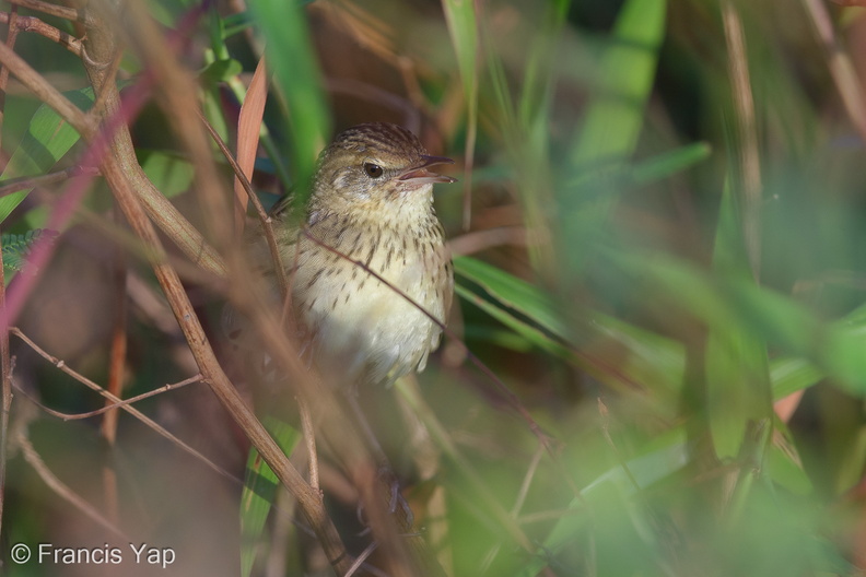 Lanceolated_Warbler-140201-113EOS1D-FY1X3950-W.jpg