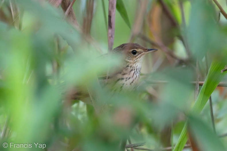 Lanceolated_Warbler-191227-108MSDCF-FYP00755-W.jpg