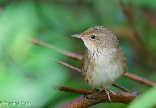 Lanceolated Warbler - display this album Lanceolated Warbler