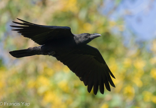 Large-billed Crow - display this album Large-billed Crow