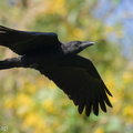 Large-billed_Crow-220128-137MSDCF-FRY08843-W.jpg