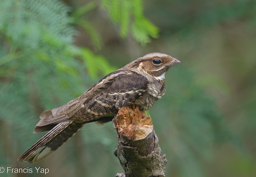 Large-tailed Nightjar - display this album Large-tailed Nightjar