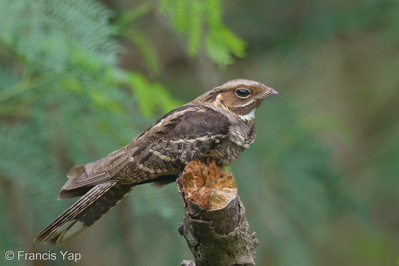 Large-tailed_Nightjar-150315-102EOS7D-FY7D0875-W.jpg
