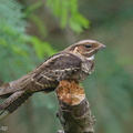 Large-tailed_Nightjar-150315-102EOS7D-FY7D0875-W.jpg