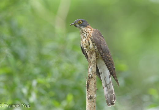 Large Hawk-Cuckoo - display this album Large Hawk-Cuckoo