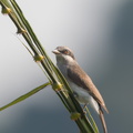 Large_Woodshrike-181022-112ND500-FYP_0882-W.jpg