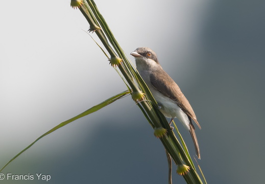 Large Woodshrike - display this album Large Woodshrike