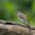 Large_Woodshrike-220403-144MSDCF-FRY07052-W.jpg