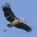 Lesser_Adjutant-190210-115ND500-FYP_5728-W.jpg