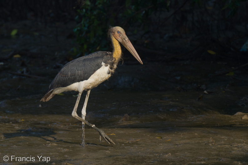 Lesser_Adjutant-210728-117MSDCF-FRY04828-W.jpg