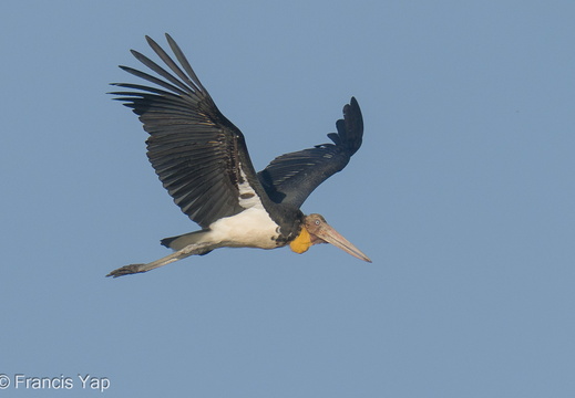 Lesser Adjutant - display this album Lesser Adjutant