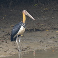 Lesser_Adjutant-251110-131FRYAP-FYA07213-W.jpg